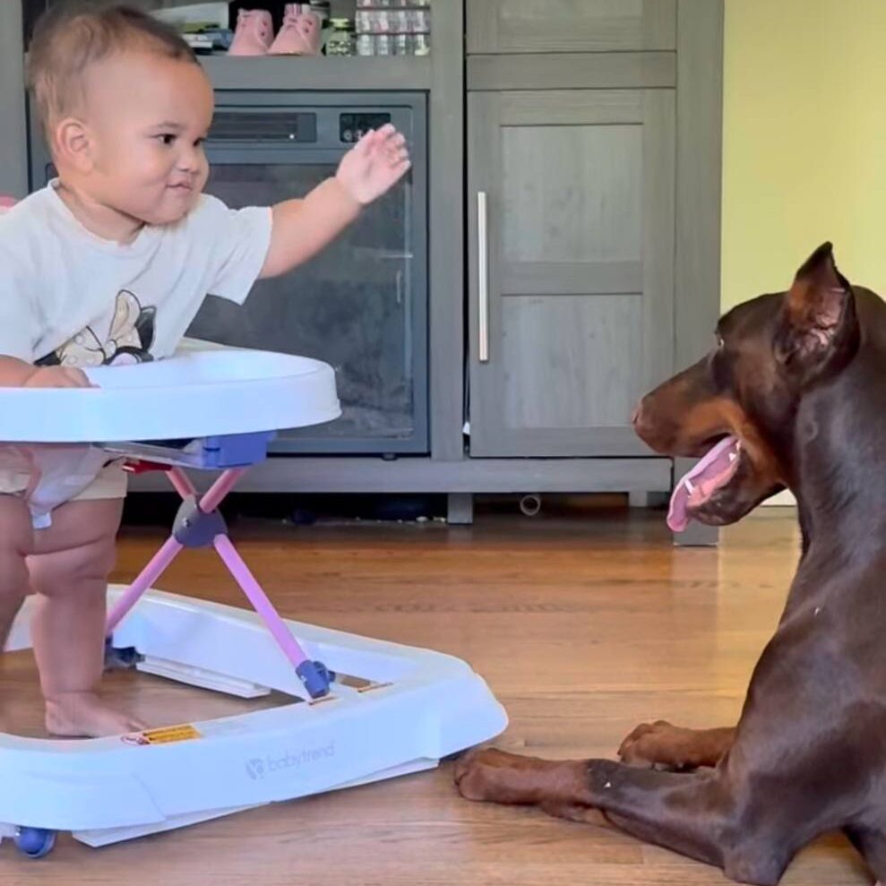 Are dobermans good family dogs? European Doberman Pinscher with a child, showing why Dobermans can make good family dogs.